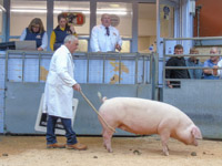 Pigs Dumfries Mart (7)